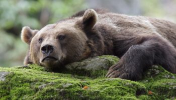 Bitcoin Ayı Piyasası 1