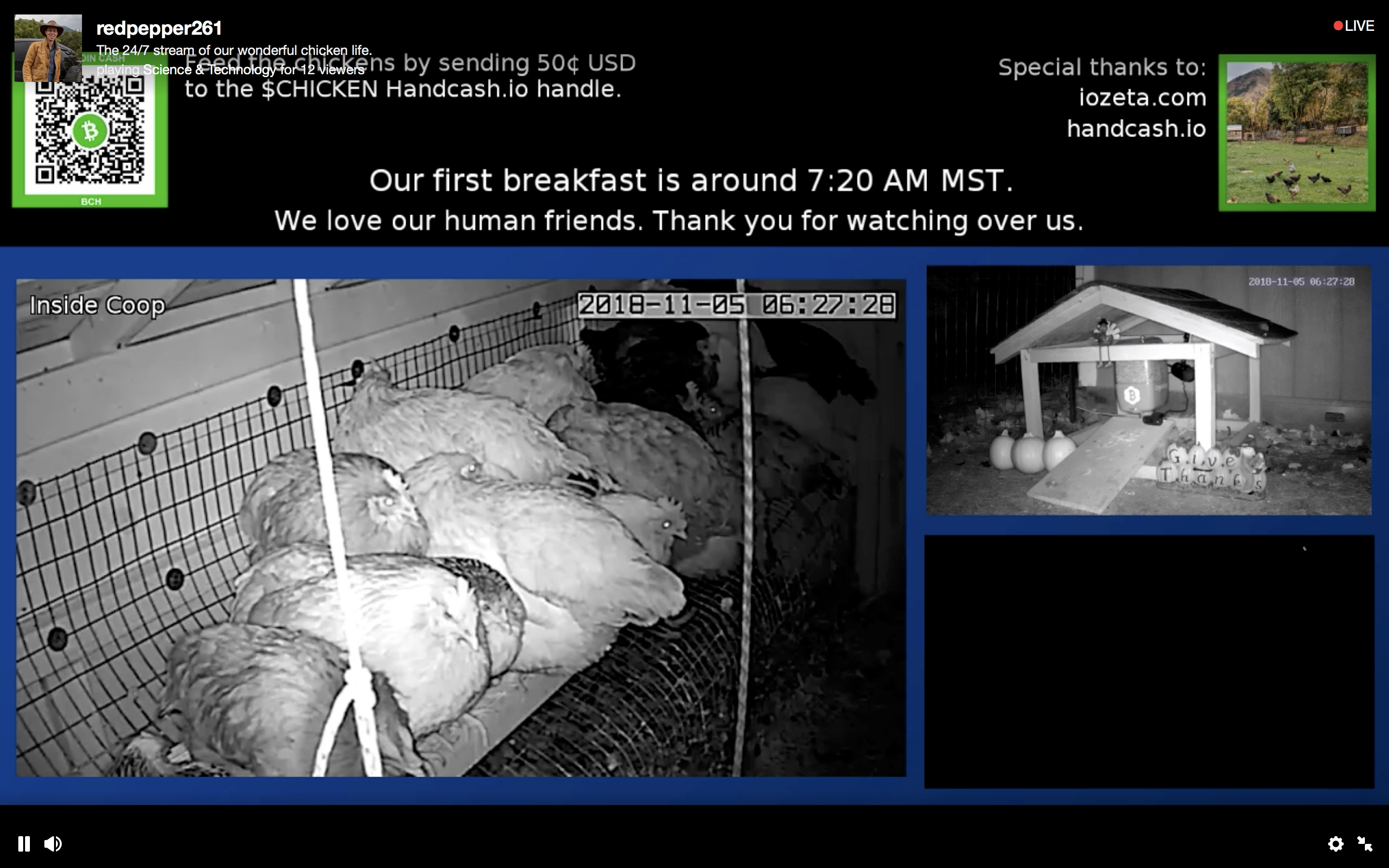 Bitcoin Cash Tavuk Yemleme