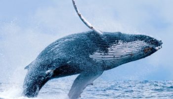 Dikkat Çeken Tether USDT Bitcoin BTC ve XRP XRP Hareketleri