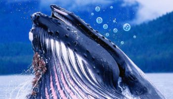 altcoin balina servet dağılımı