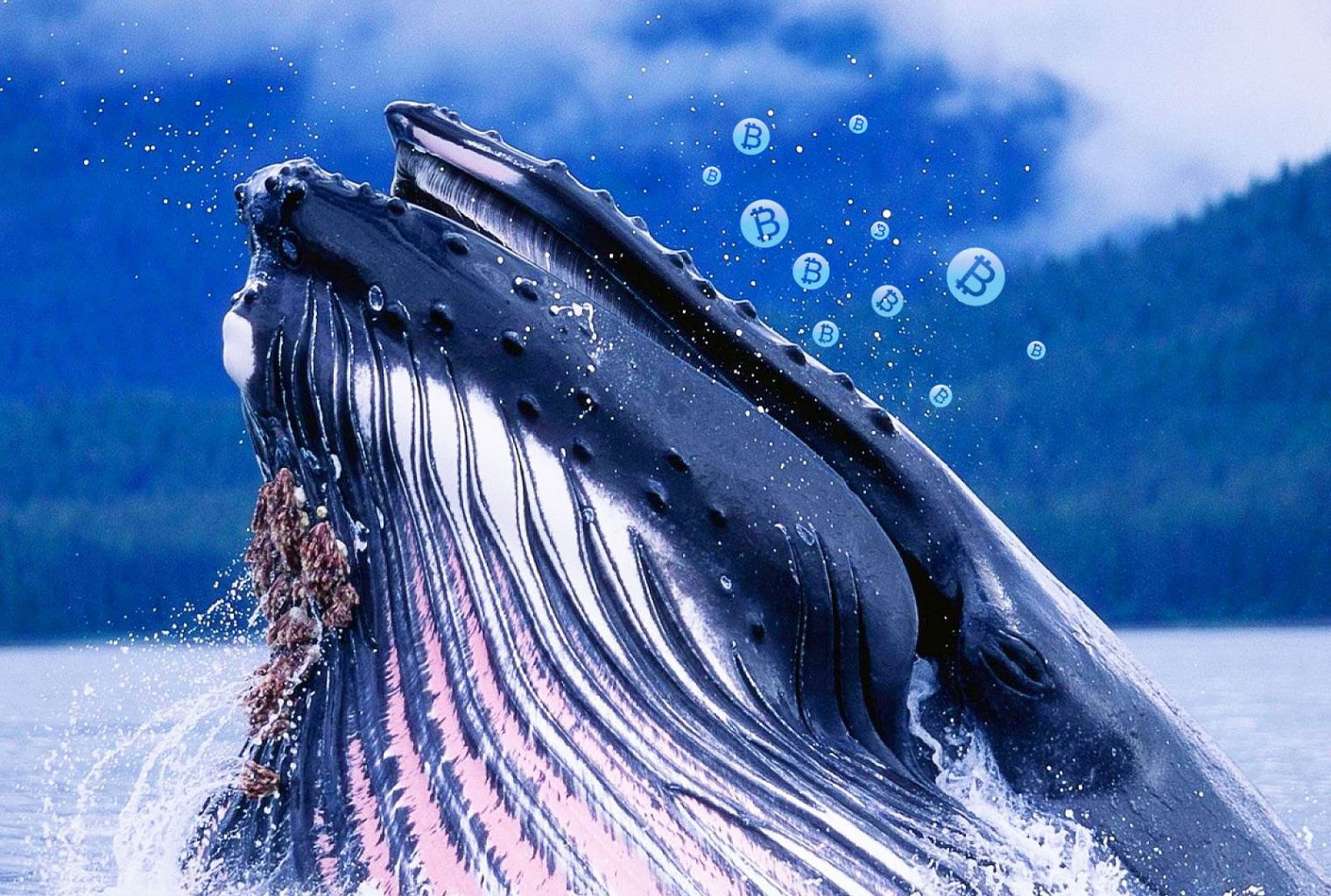 altcoin balina servet dağılımı