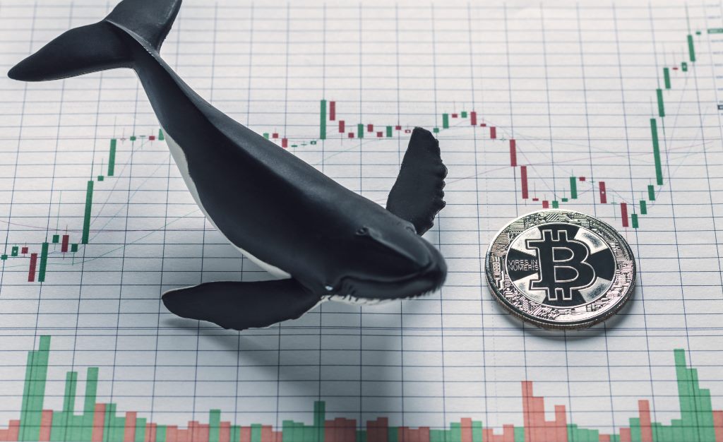 Balina Uyarısı Dev Bitcoin Transferleri Gerçekleştiriliyor