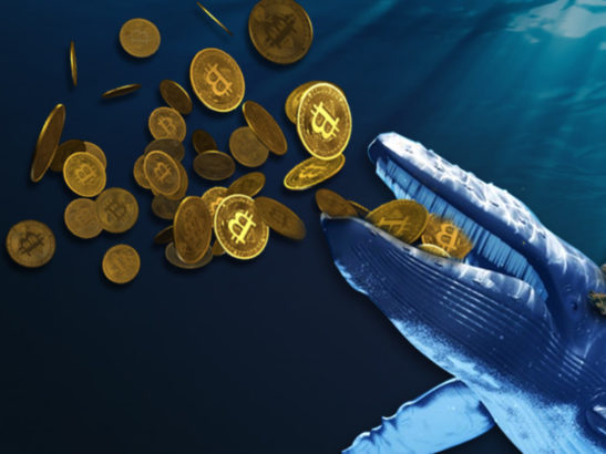 Bitcoin BTC Balinası Kripto Para Yatırımcılarını Uyardı