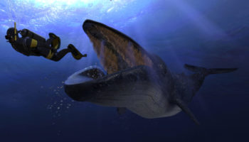 Balinalar Bitcoin BTC Fiyatını Düşürdü ve Kripto Para Piyasasından 25 Milyar Dolar Silindi