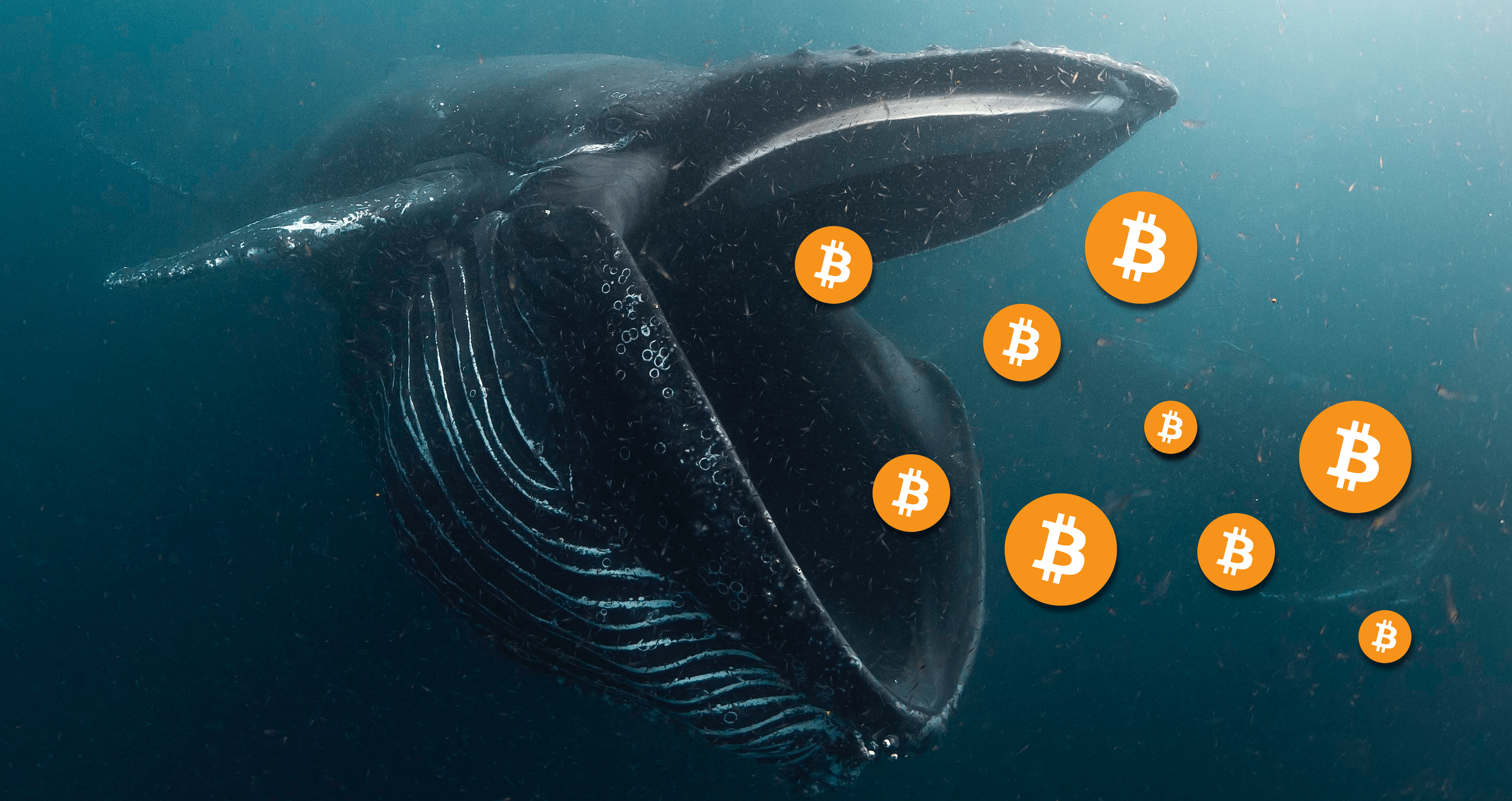 Bitcoin balinaları yarılanma oncesi birikimlere basladı
