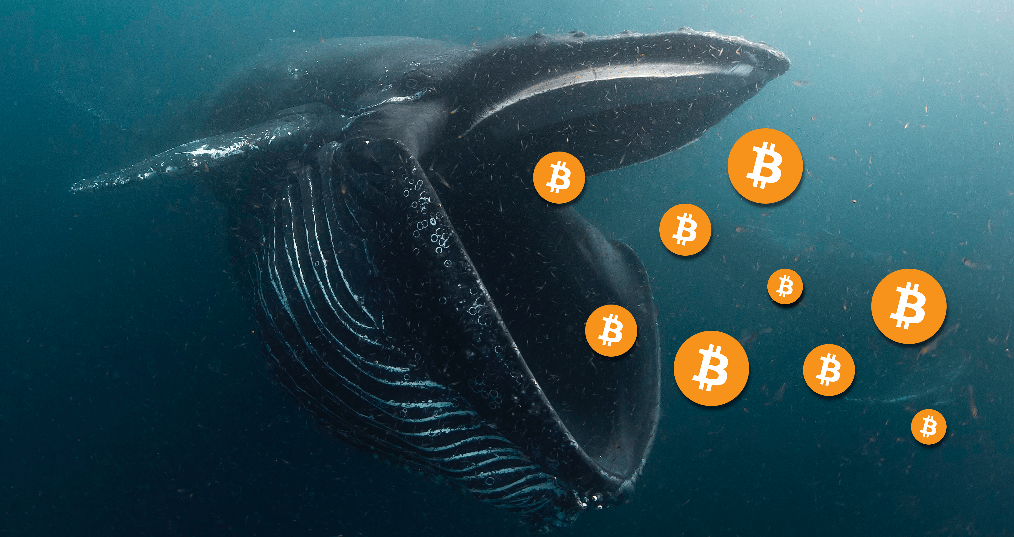 bitcoin whales