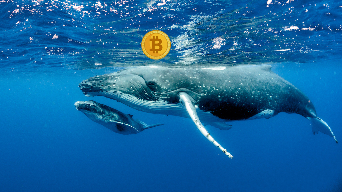 bitcoin balinaları iş başında