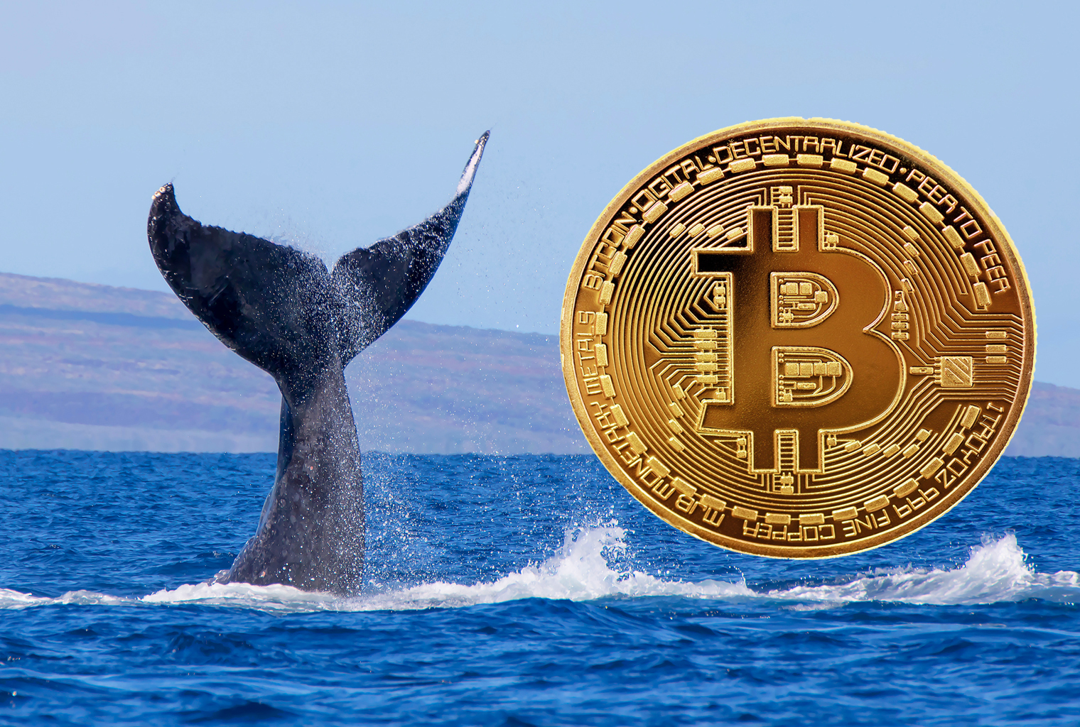 Bitcoin whales btc pyramid