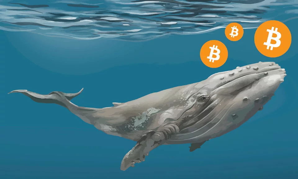 Bitcoin BTC Balina Hareketleri Kuşku Uyandırdı Usta Analistler Ne Diyor