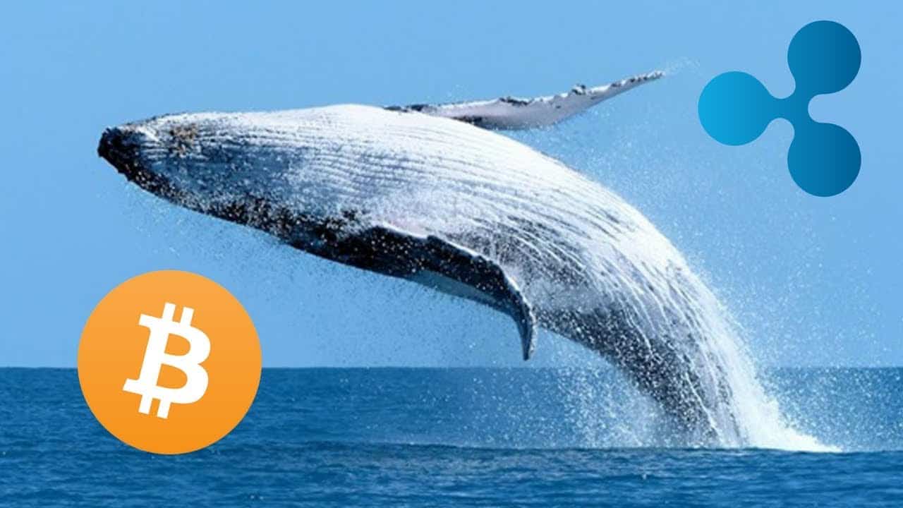 Bitcoin BTC ve XRP Balinalarının Yaptığı Büyük İşlemler Kripto Piyasasında Paniğe Sebep Oluyor