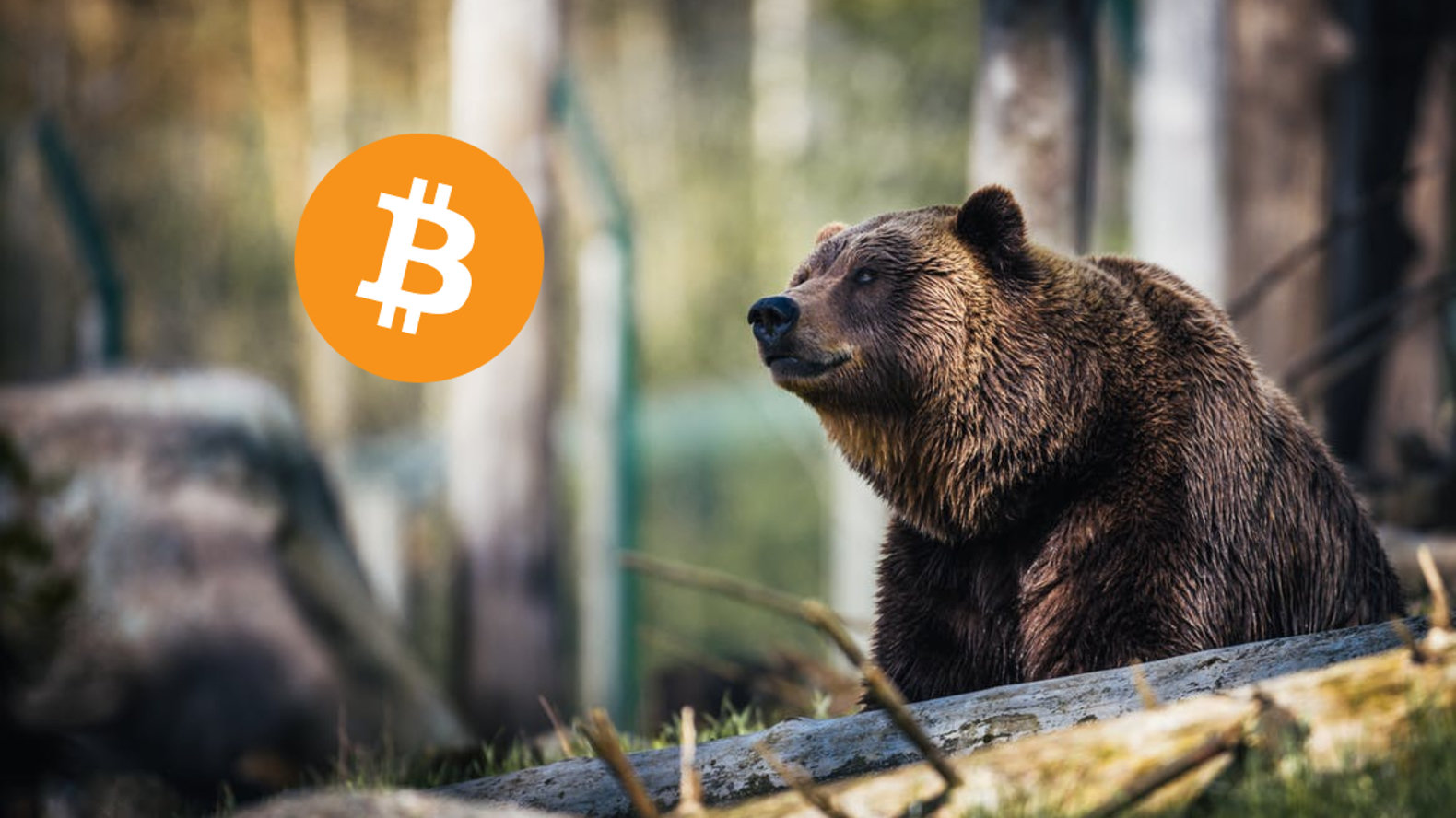 bitcoin ayi piyasasi eylül ayina kadar devam edebilir