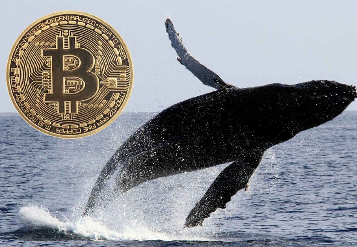 bitcoin balina