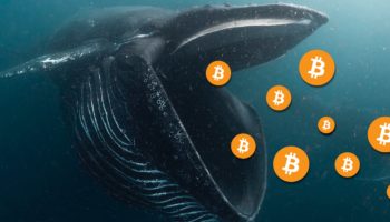 bitcoin whale alert scaled