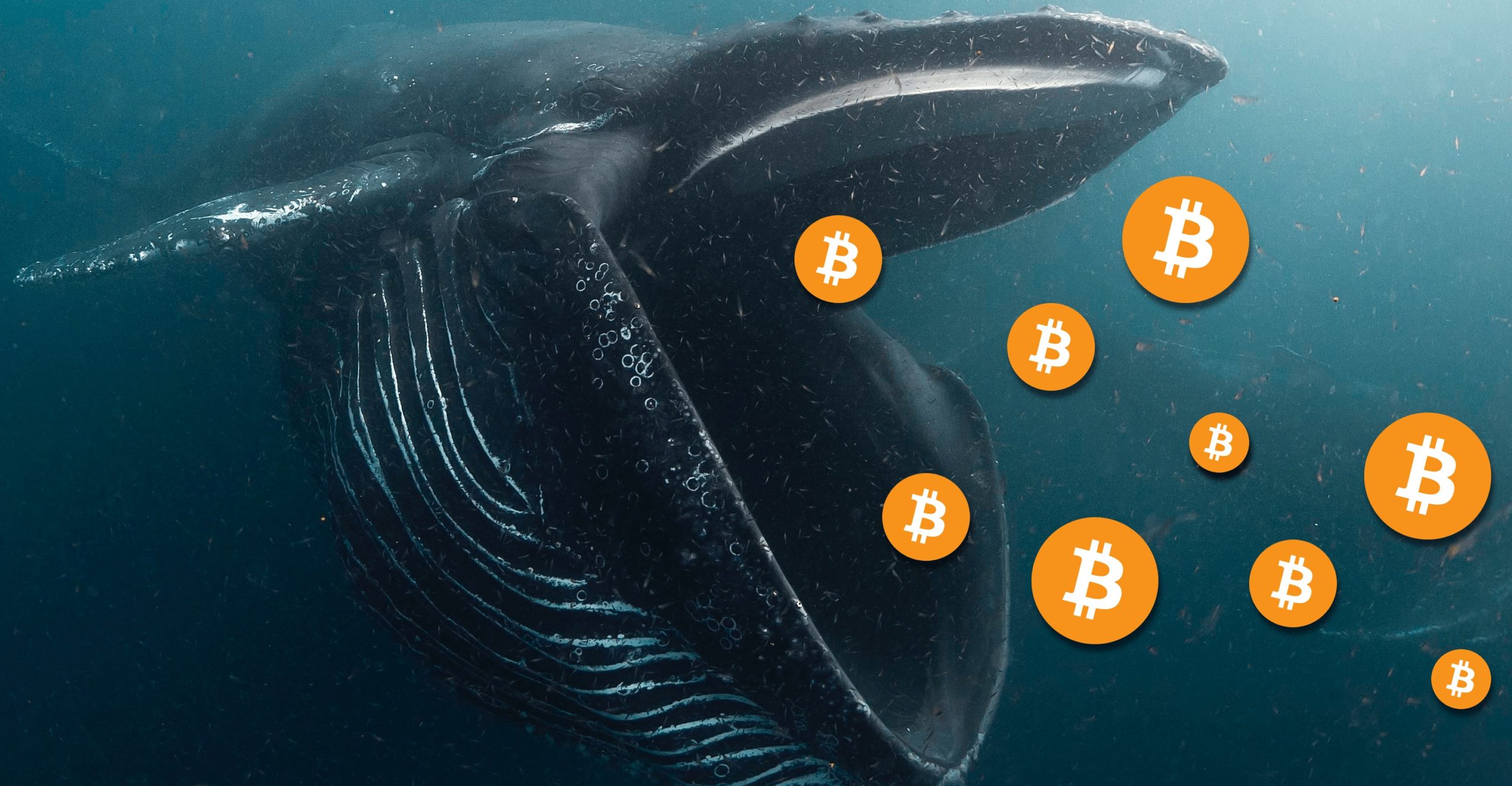 bitcoin whale alert scaled