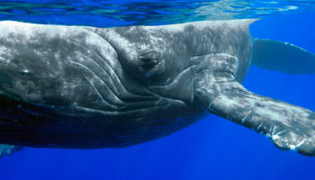 Bitcoin BTC Balinası Uyardı Büyük Altcoin Temizliği Yaklaşıyor