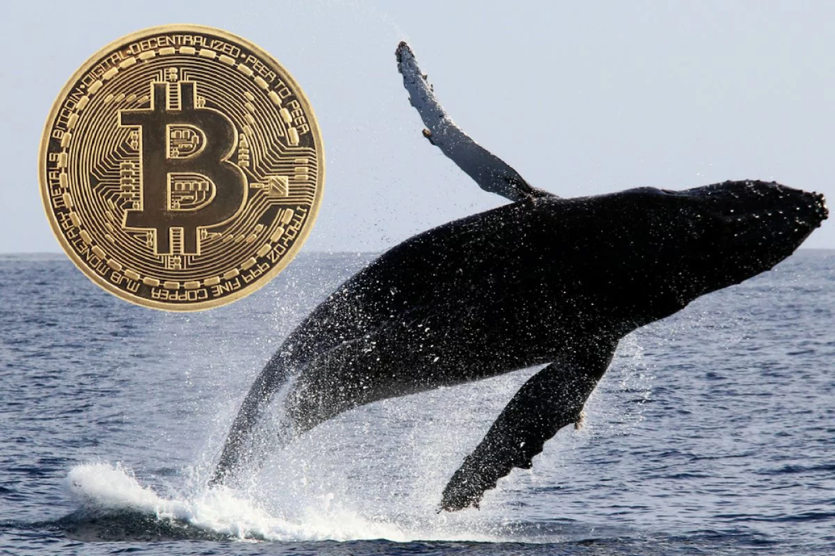 btc whales 1