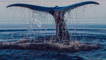 balinalar bu altcoinde biriktirmeye devam ediyor yukselis yakinda