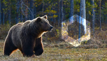 chainlink bear