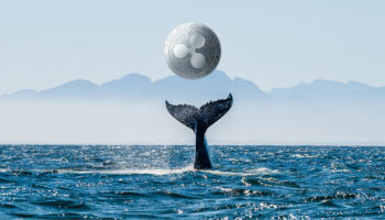 balina alarmi yatirimcilar spark airdropuna mi hazirlaniyor