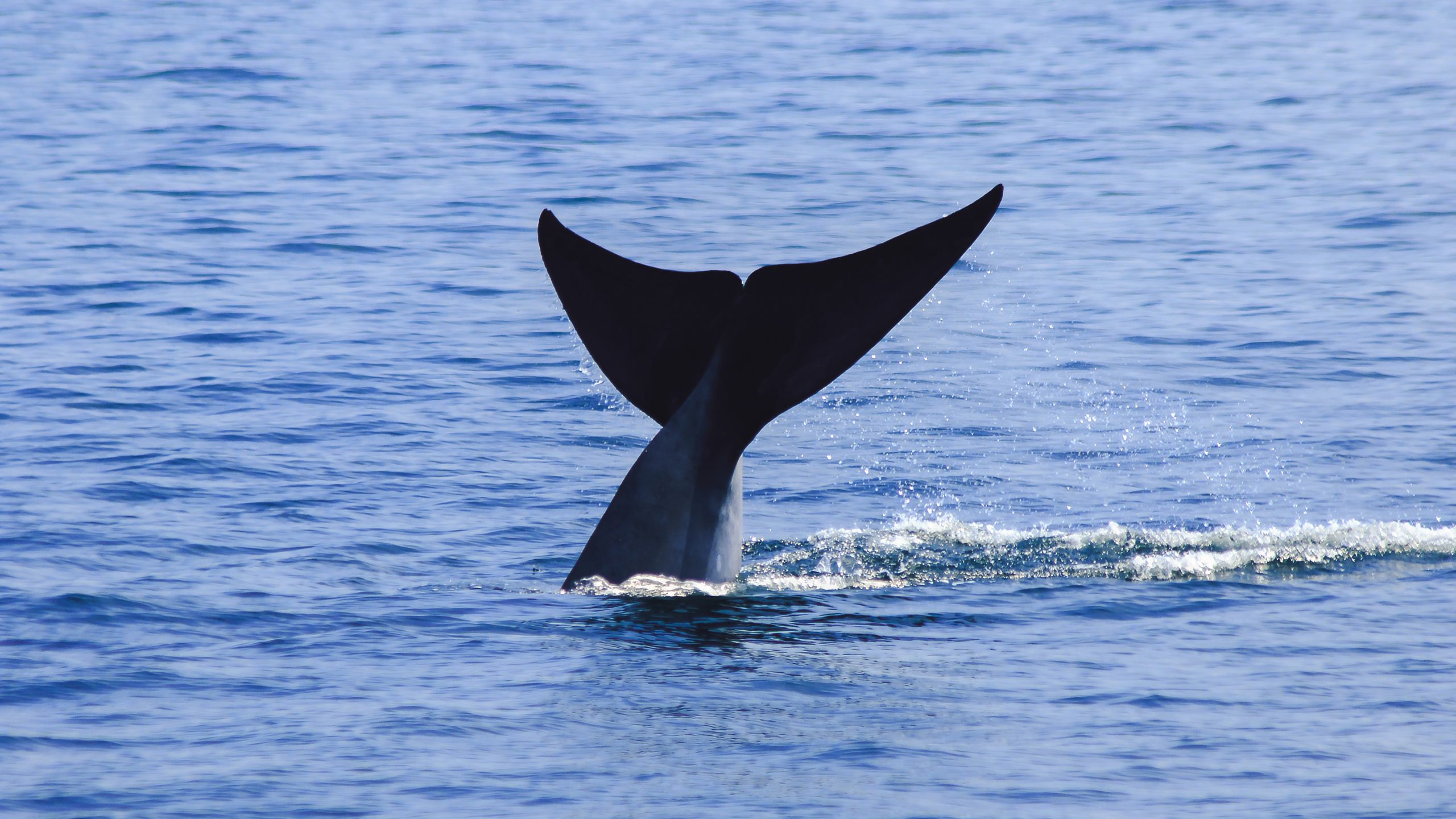 balina whale
