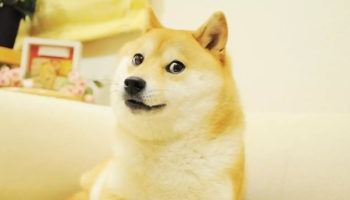 binance dogecoin doge icin try paritesi ekliyor