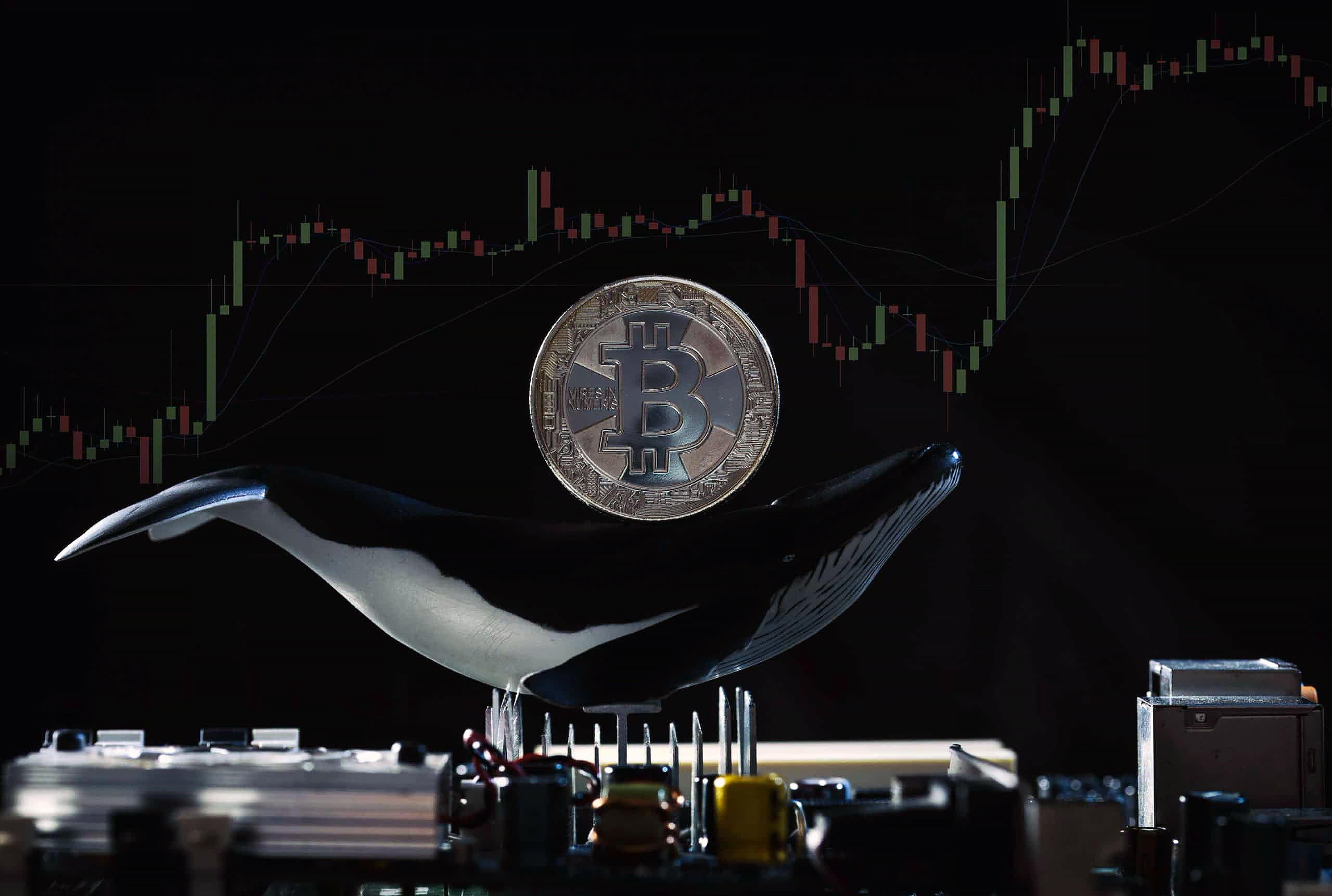bitcoin balinasi artis yasiyor btc fiyati bitcoin fiyati
