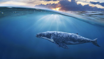 bitcoin cikis coinbase