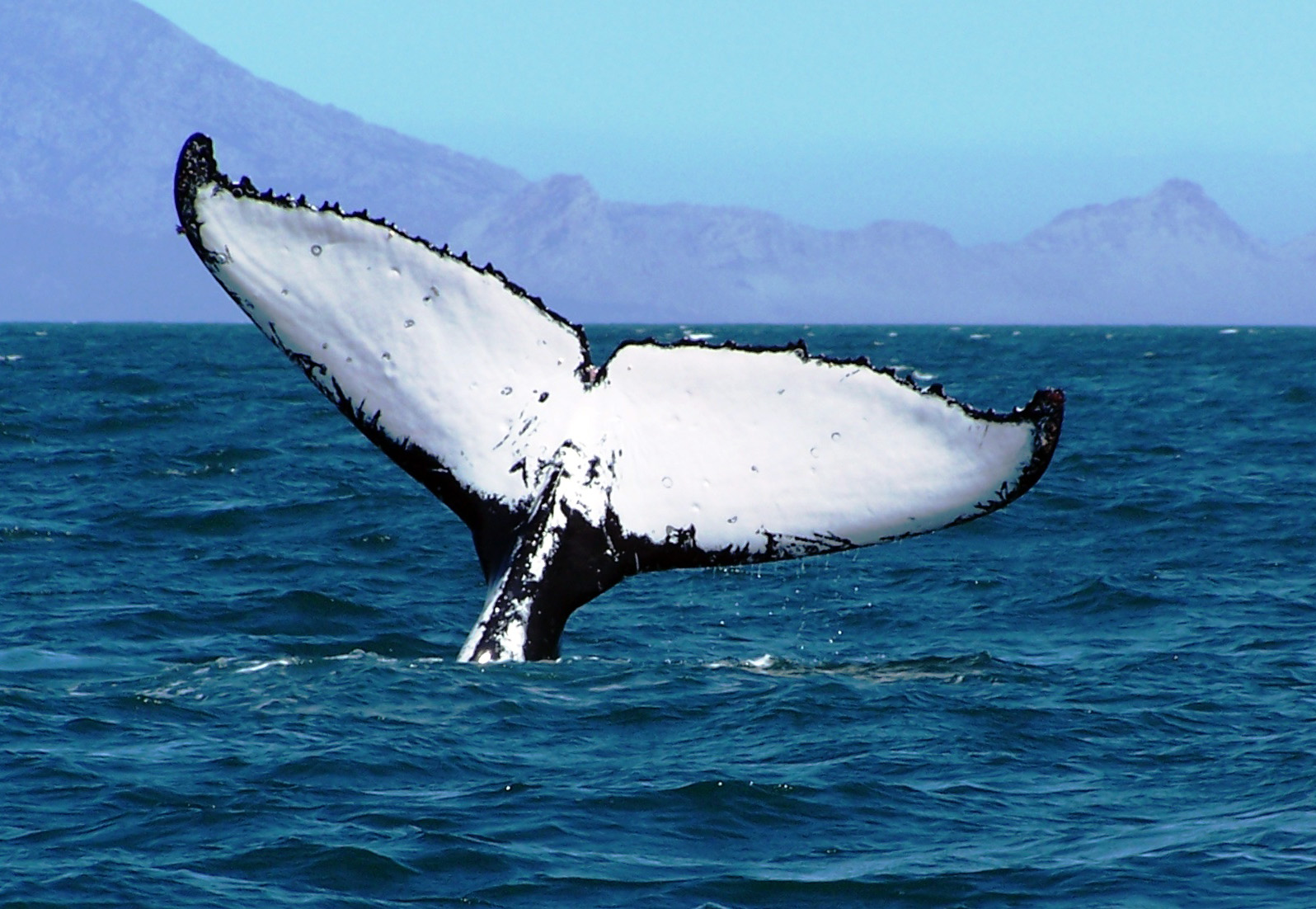 bitcoin whale