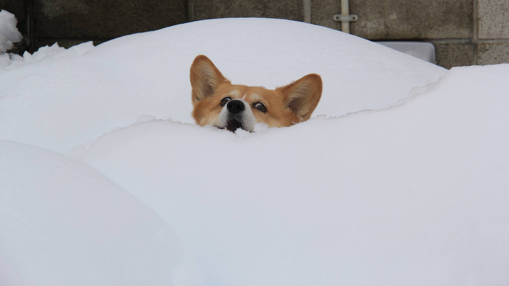 dogecoin