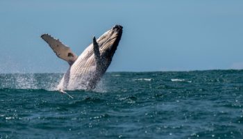 balinalar 296 489 280 dolar degerinde 600 milyon ripple xrp tasidi