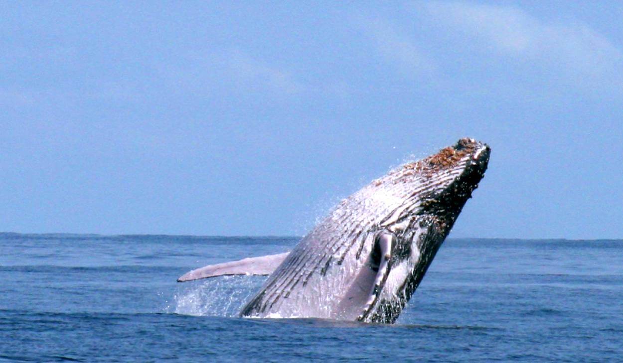 btc whale