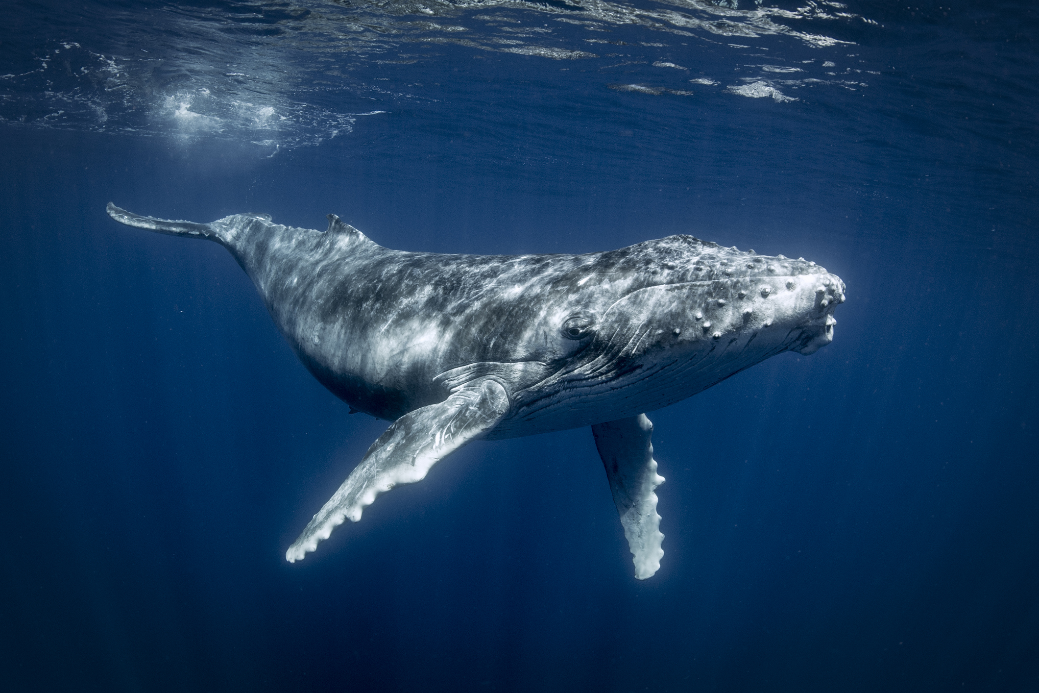 ripple musterisi yeni hizmetini tanitirken balinalar 230 milyon xrp tasidi