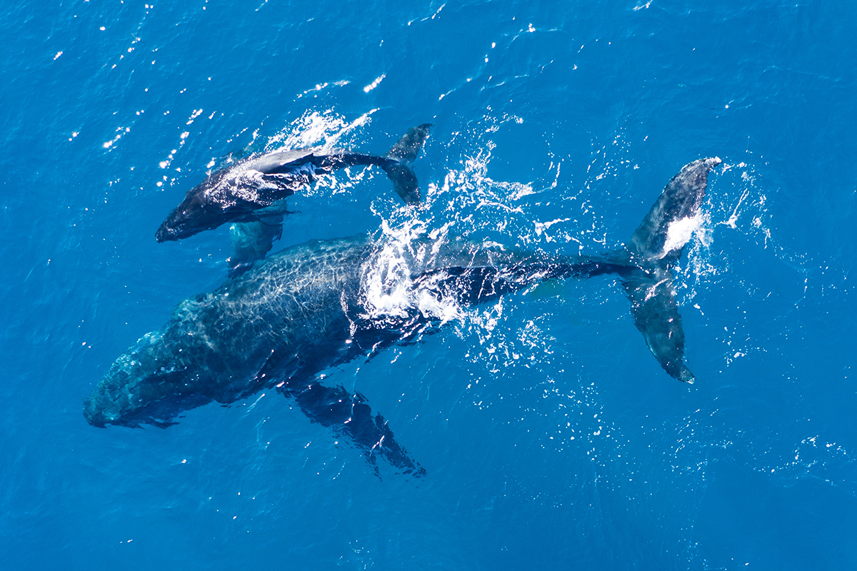 veri analiz sirketine gore balinalar bu 3 altcoini biriktiriyor