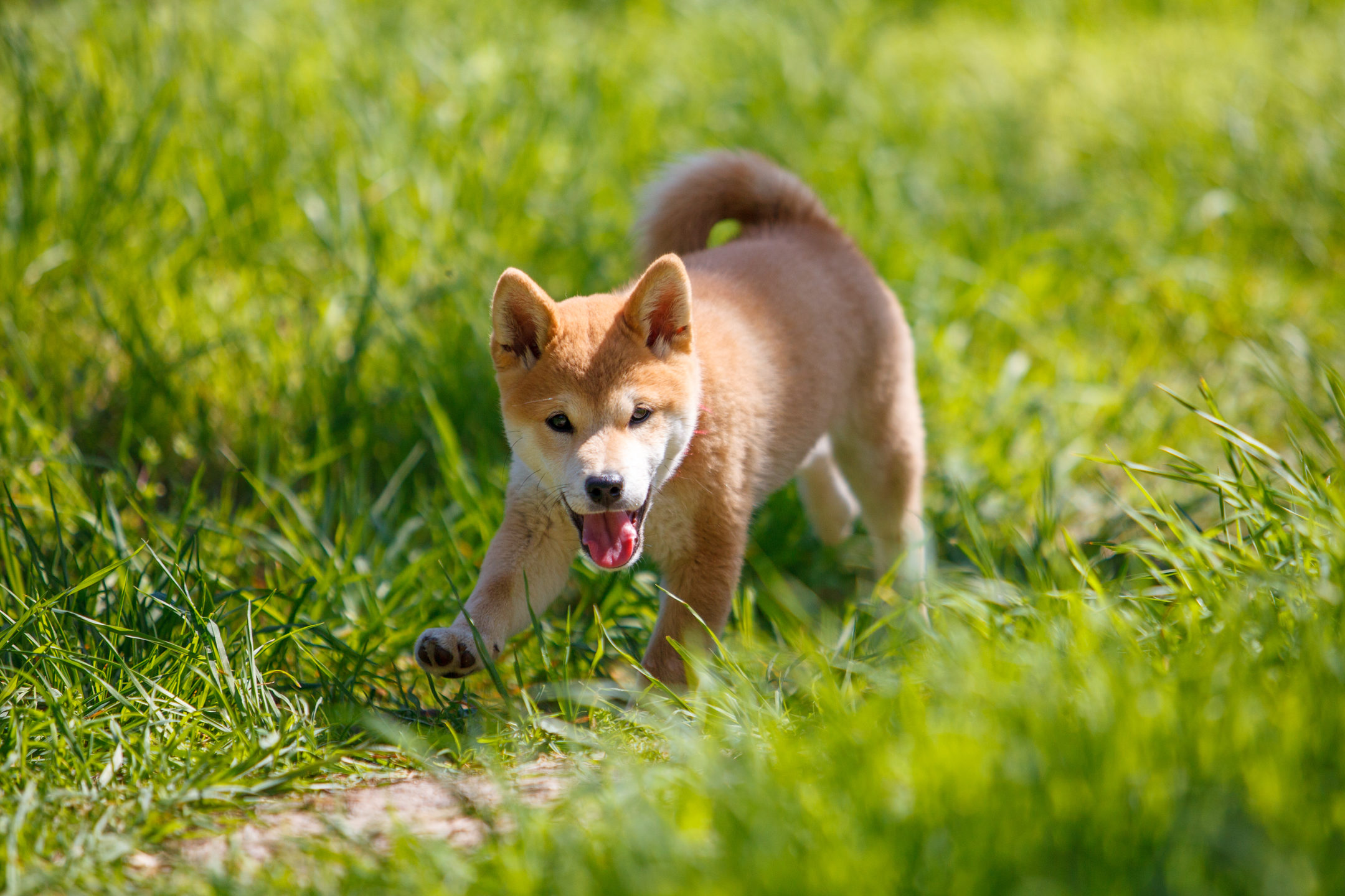 doge