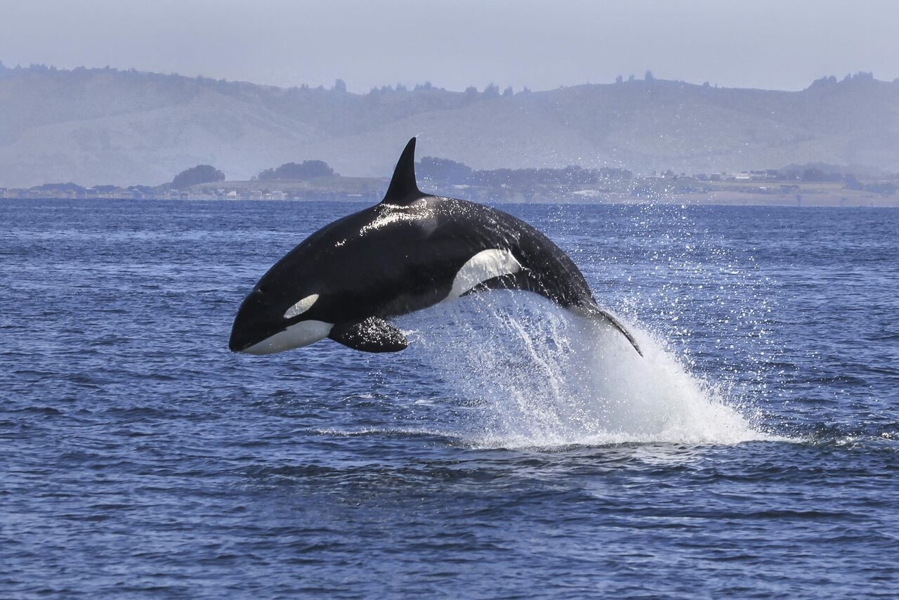 whale