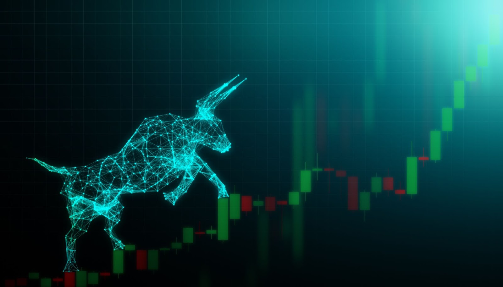 bull