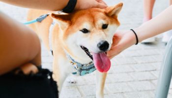 doge gelistirici elon musk