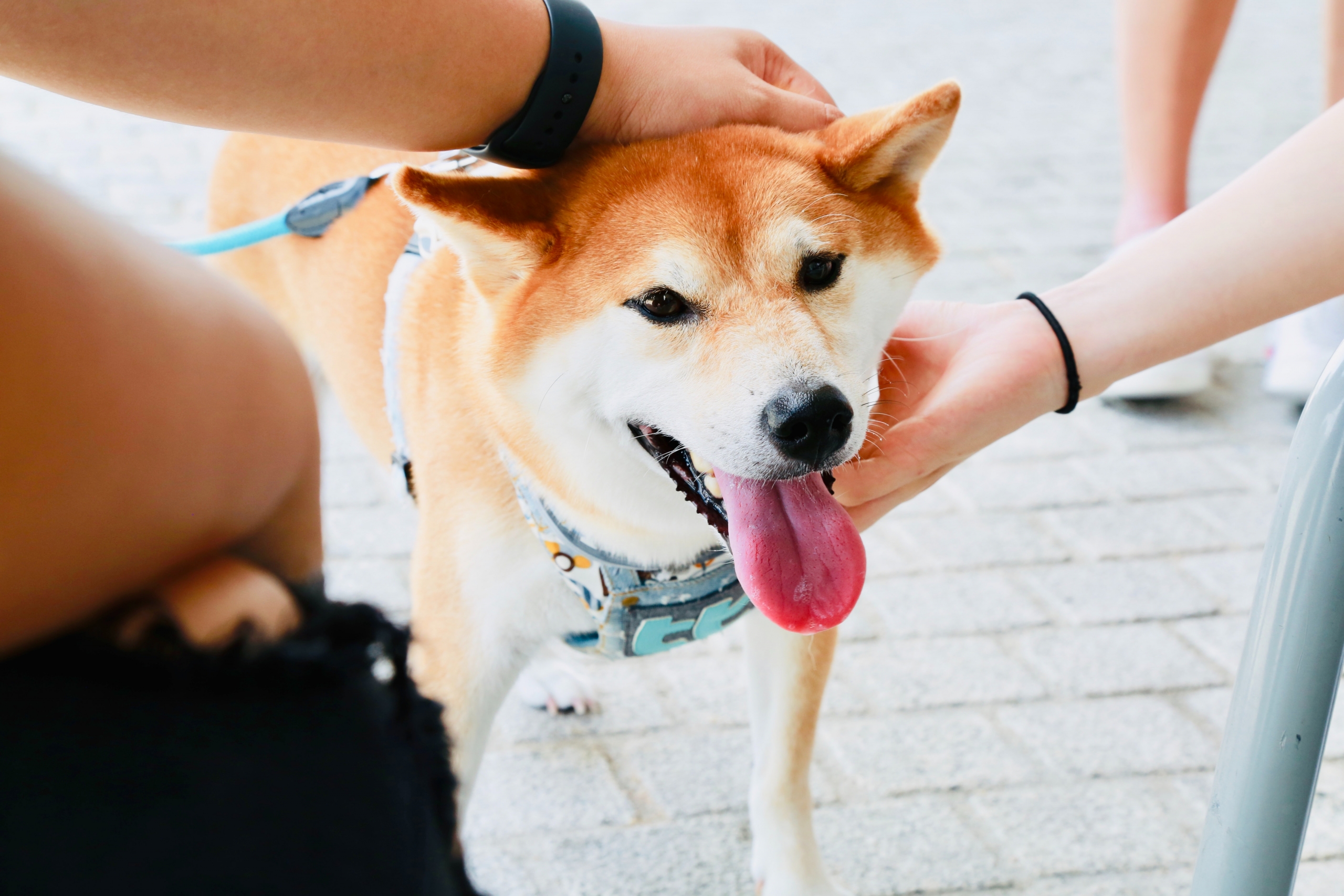 doge gelistirici elon musk