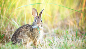 pancakebunny flash loan