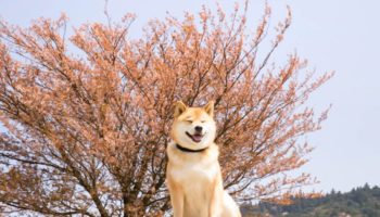 shiba 1