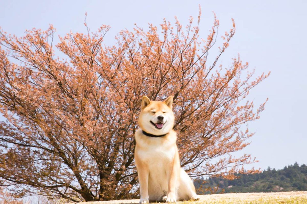 shiba coin binance shiba coin binance