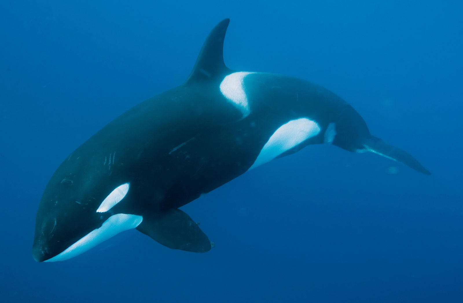 whale
