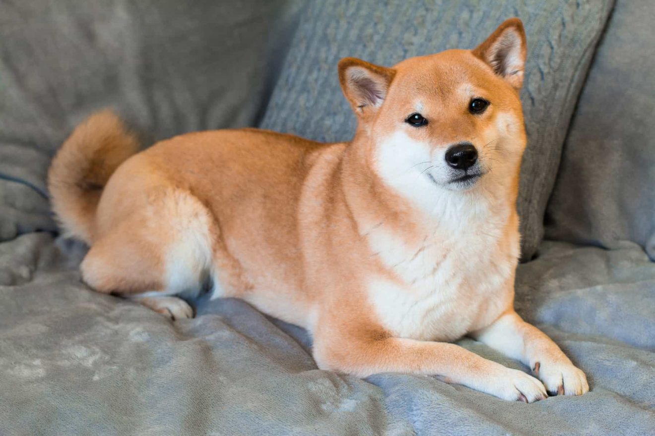 Shiba Inu (SHIB) Ertelemenin Ardından Düşüşe Geçti • Coinkolik