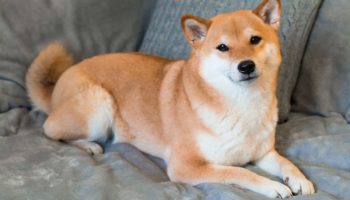 shiba