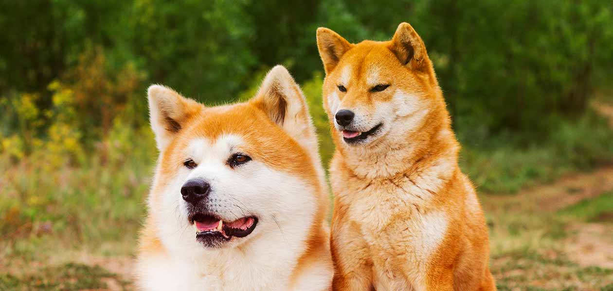 shiba-inu-shib-gercekten-dogecoin-katili-mi-1.jpeg