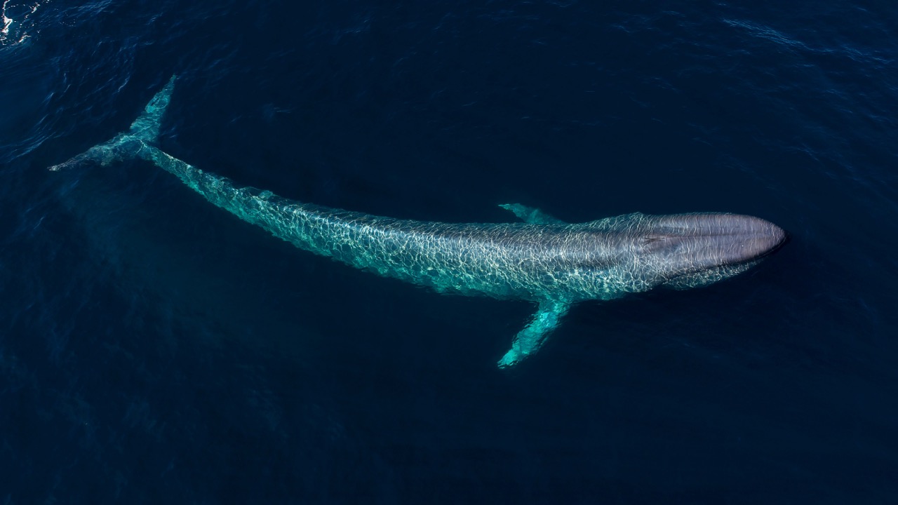 whale 1