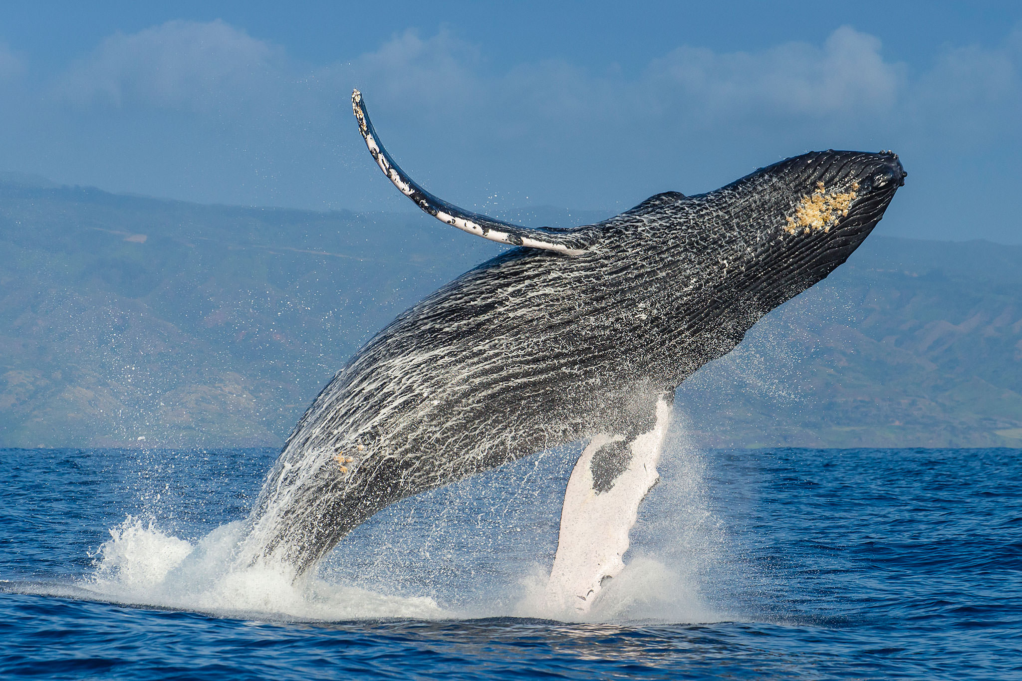 anonim stellar balinalari harekete gecti buyuk miktarda xlmyi coinbasee tasidi