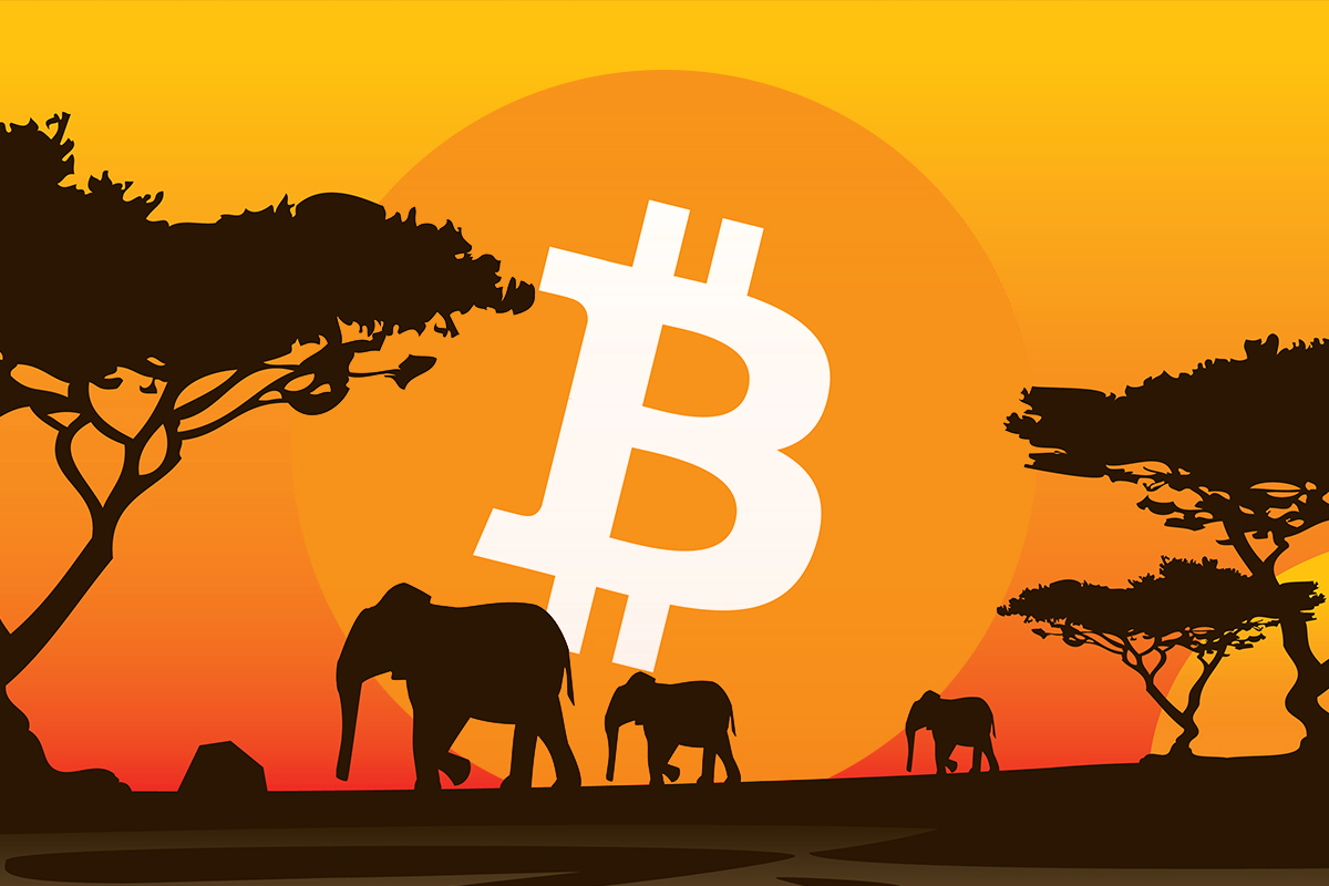 btc afrika