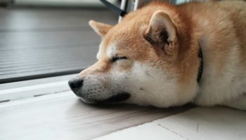 doge işlemleri düşüşte