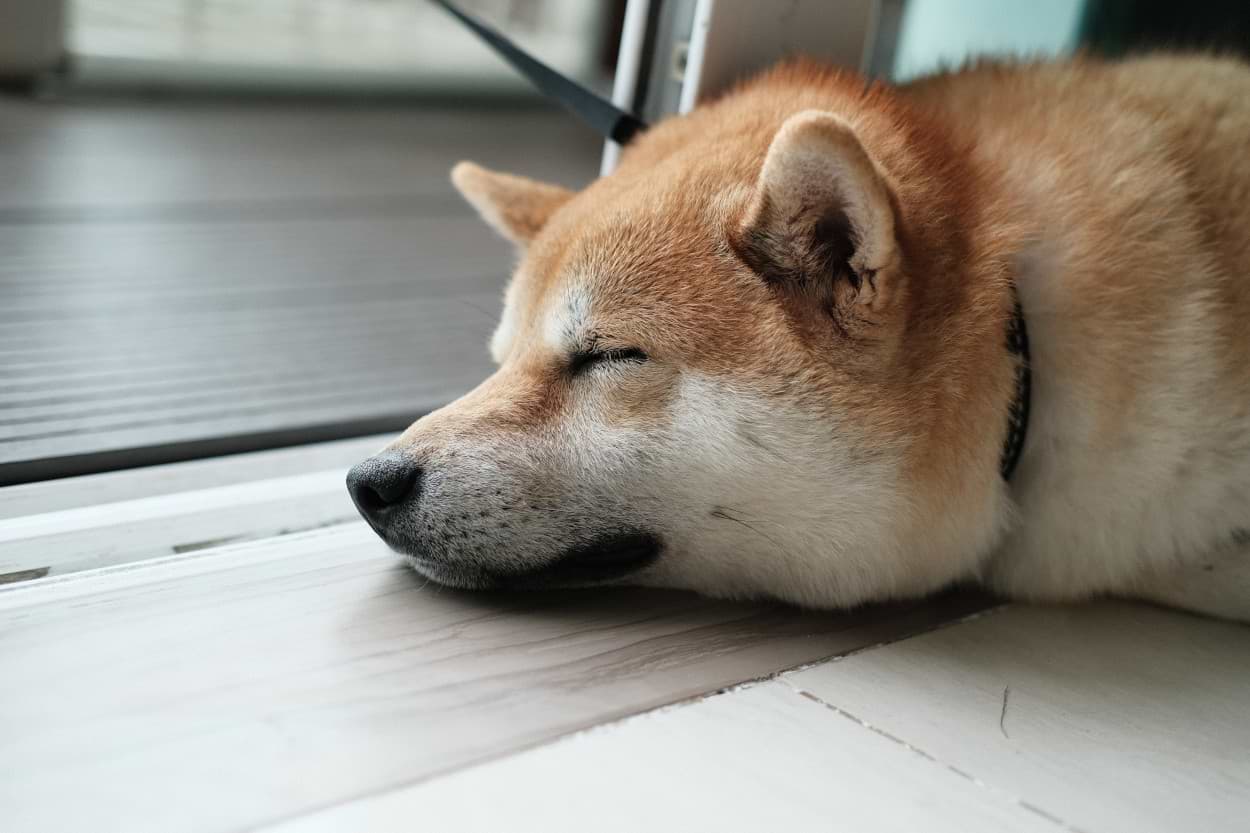 doge 2